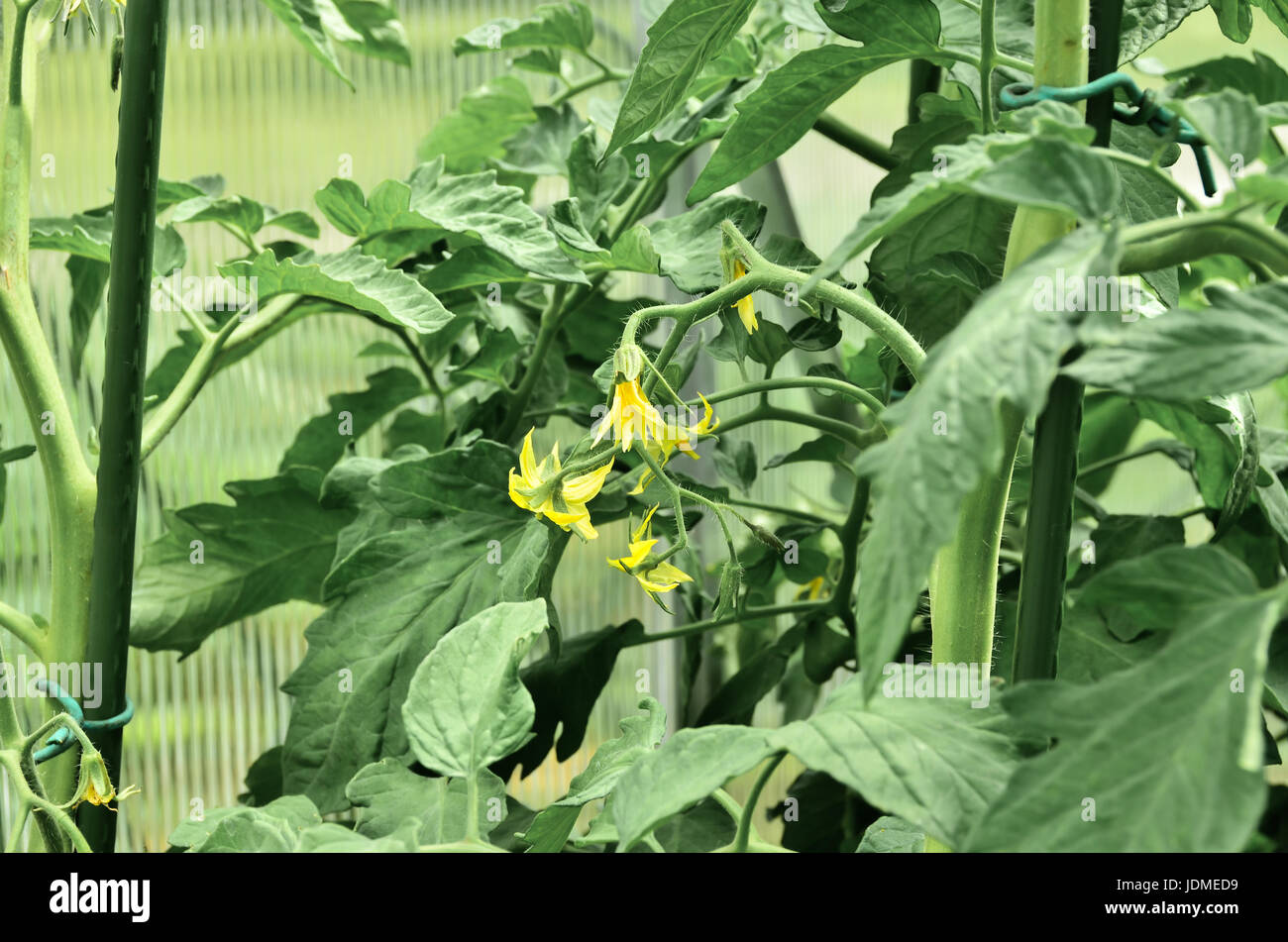 A closeup of a cherry tomato plant beginning to bear fruit Stock Photo