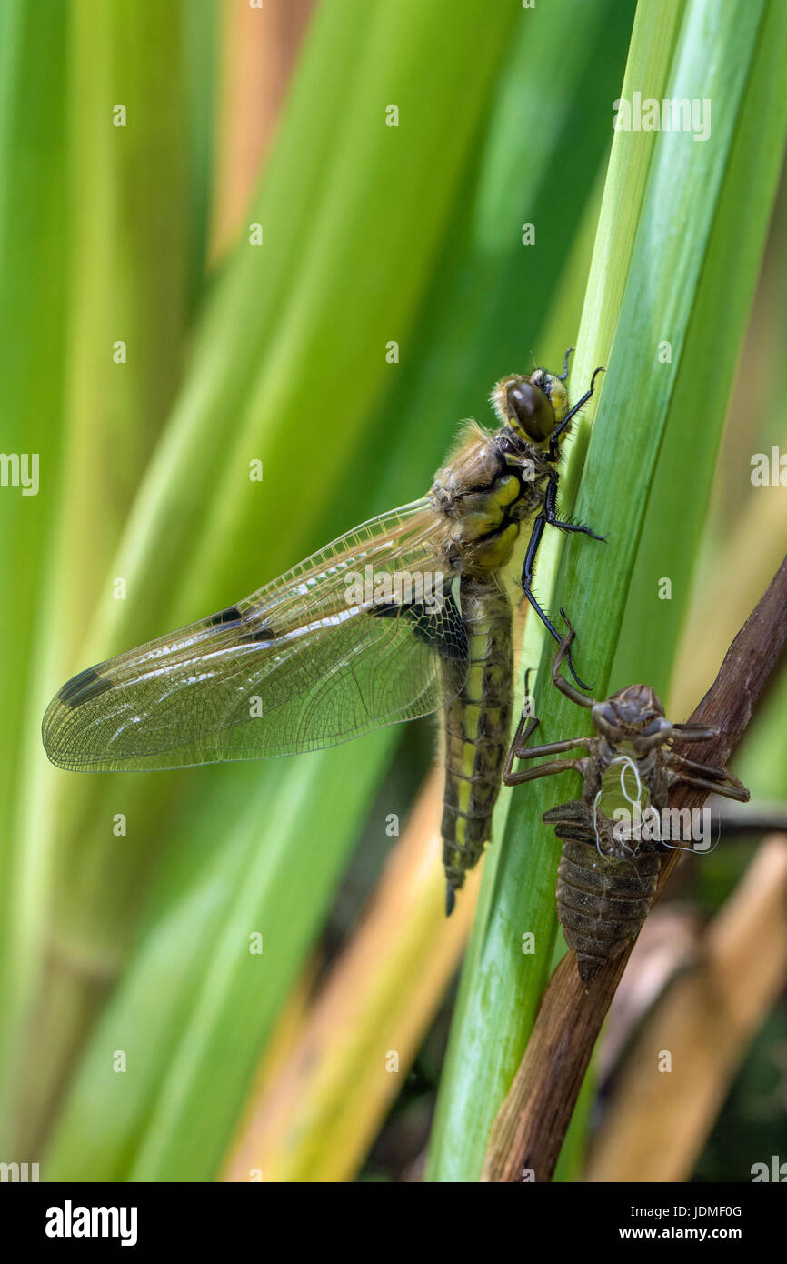 Recently emerged Four-spotted Chaser (Libellula quadrimaculata) and exuvial case, Wicken Fen, Cambridgeshire Stock Photo