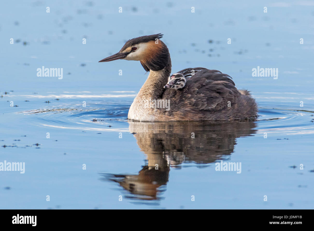 Great Crested Grebe (Podiceps cristatus) with chick on back, Leighton Moss, Lancashire Stock Photo
