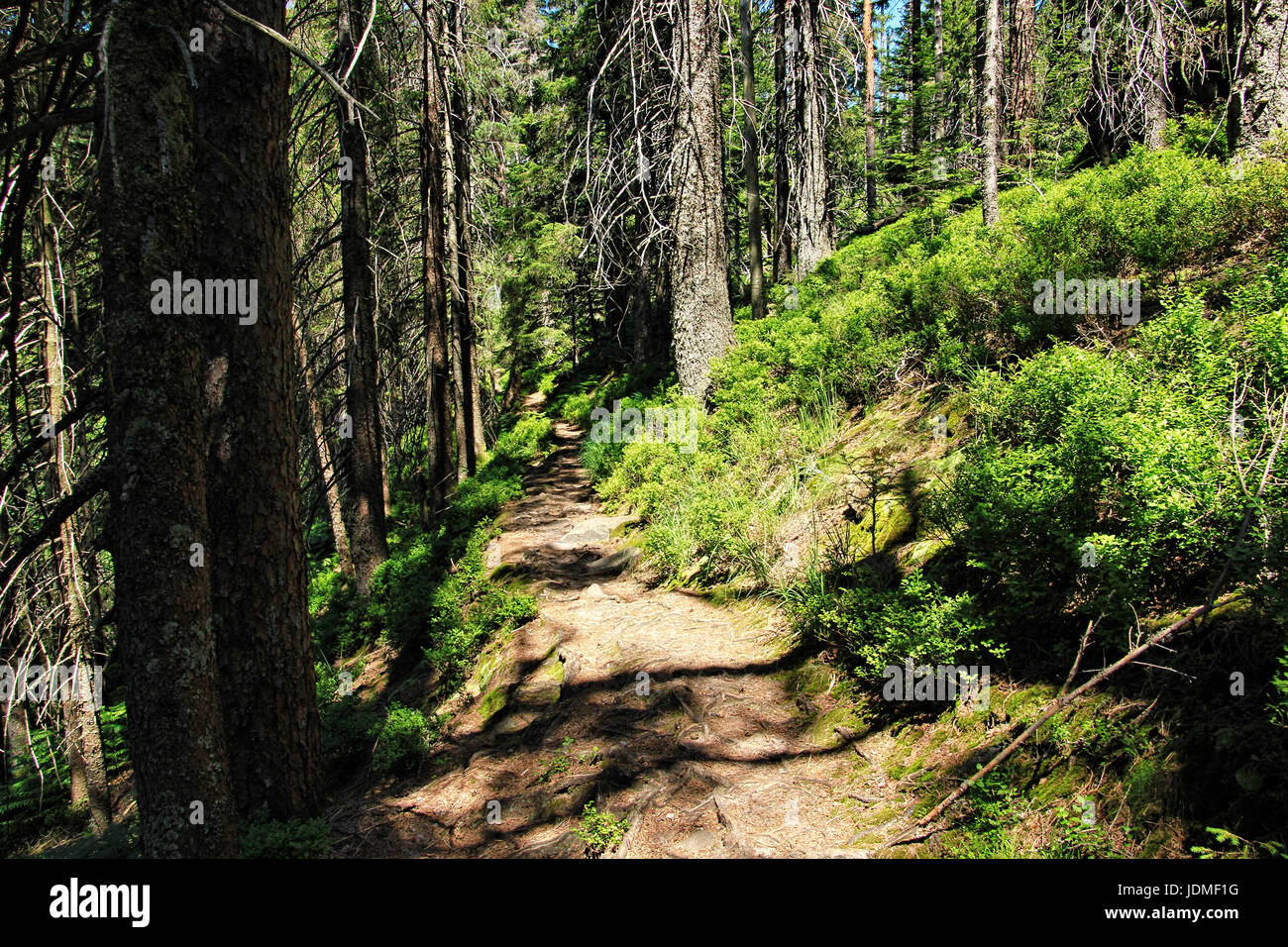Wilderness trail, Park Black Forest , Baden-Wuerttemberg, Germany Stock Photo - Alamy