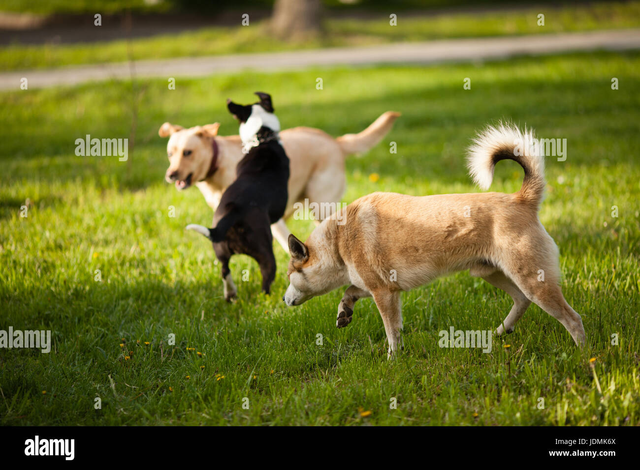 Three dogs walking on green grass in the park Stock Photo - Alamy