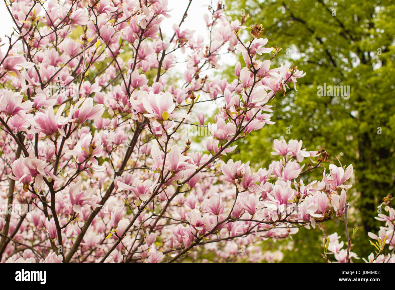 Beautiful blooming magnolia tree of pink color in the spring Stock ...