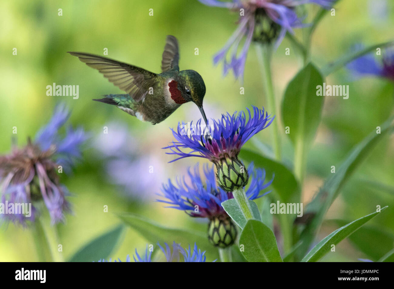 Ruby-throated Hummingbird male feeds on Bachelor's Button flowers Stock Photo