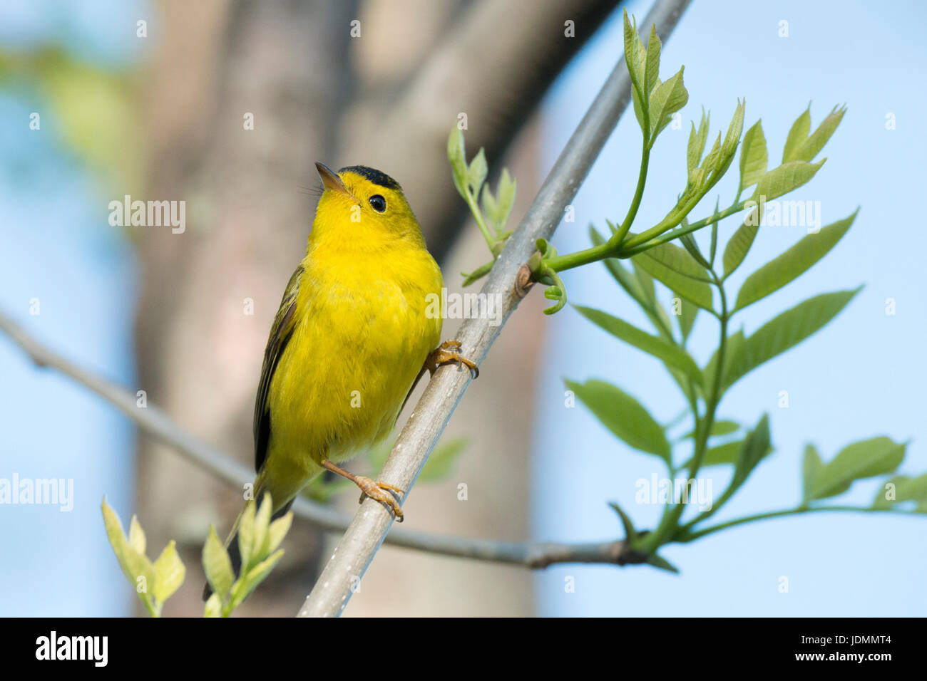 Wilson's Warbler male looks up from perch on budding plant at Magee ...