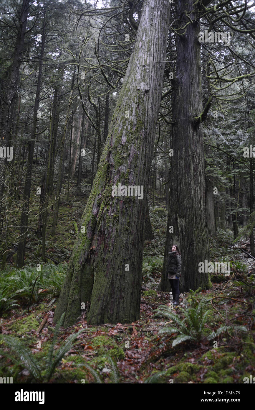 A woman stands beside two massive old growth red cedars in the Coast Mountain rainforest near Harrison Hot Springs, British Columbia, Canada. Stock Photo