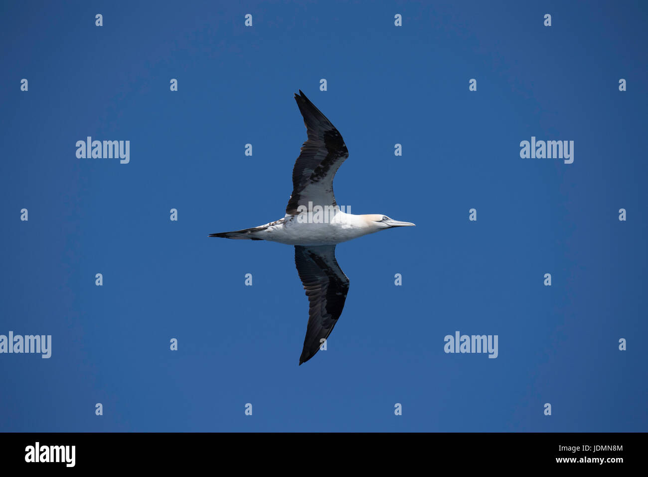 Northern gannet, Morus bassanus, flying near Moray Firth, Scotland, United Kingdom Stock Photo