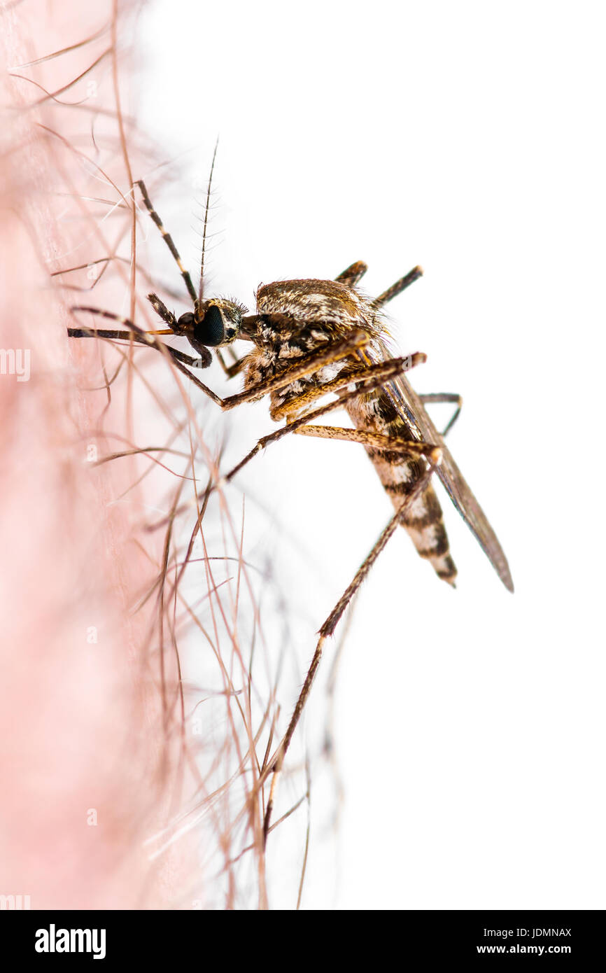 Malaria or Zika Virus Infected Mosquito Sting Isolated on White Stock Photo