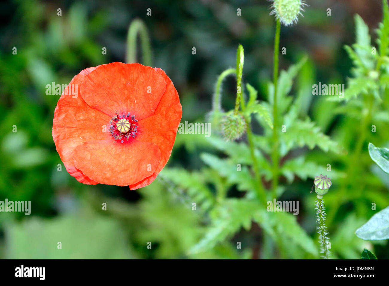 A poppy at the Eden Project in Cornwall, England Stock Photo