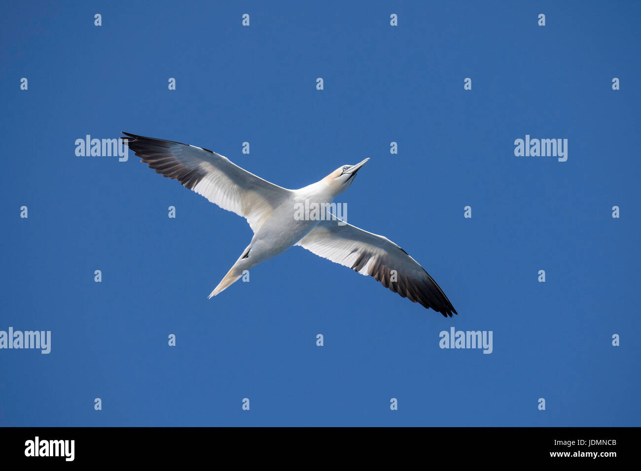 Northern gannet, Morus bassanus, flying near Moray Firth, Scotland, United Kingdom Stock Photo