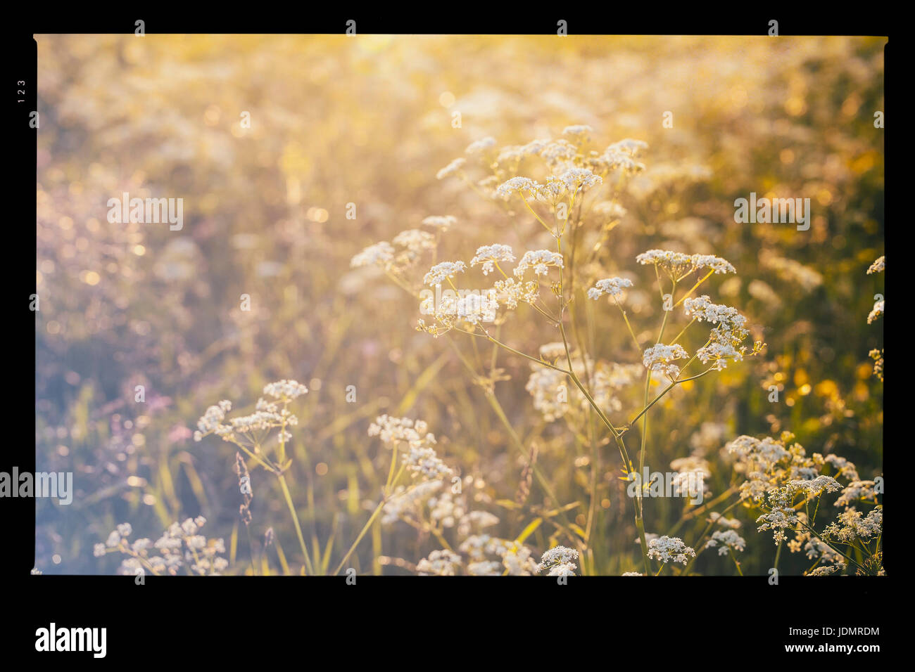 Background of a meadow in the sunset Stock Photo - Alamy