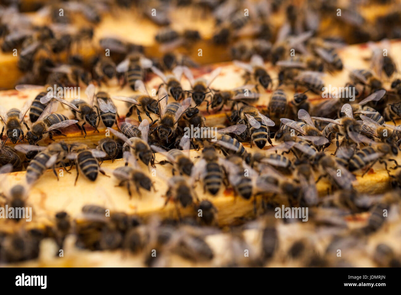 Working bees on a honeycomb Stock Photo