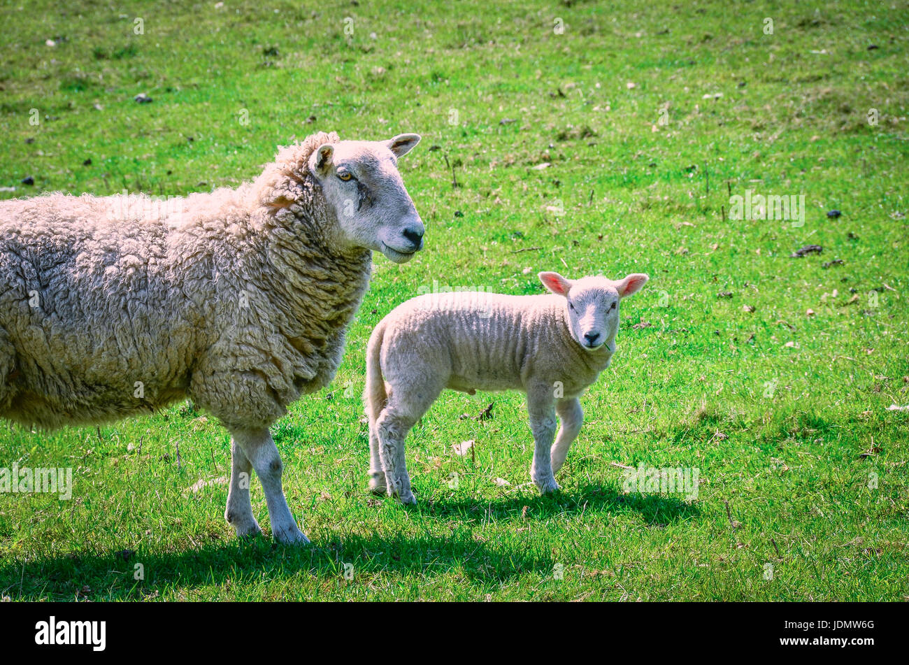 Two sheep in green meadow Stock Photo - Alamy