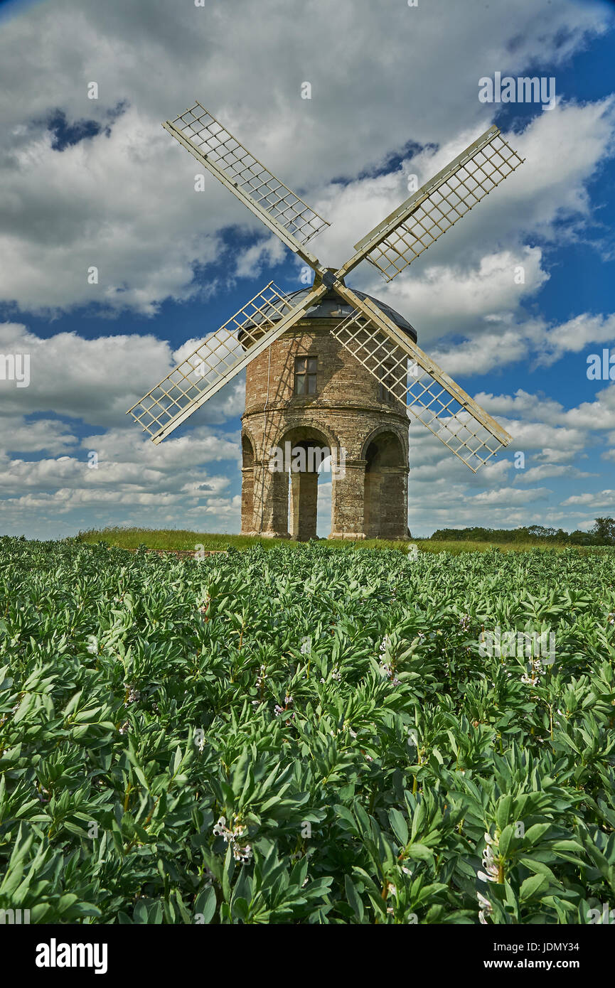 Chesterton Windmill in Warwickshire is surrounded by a crop of broad beans. Stock Photo