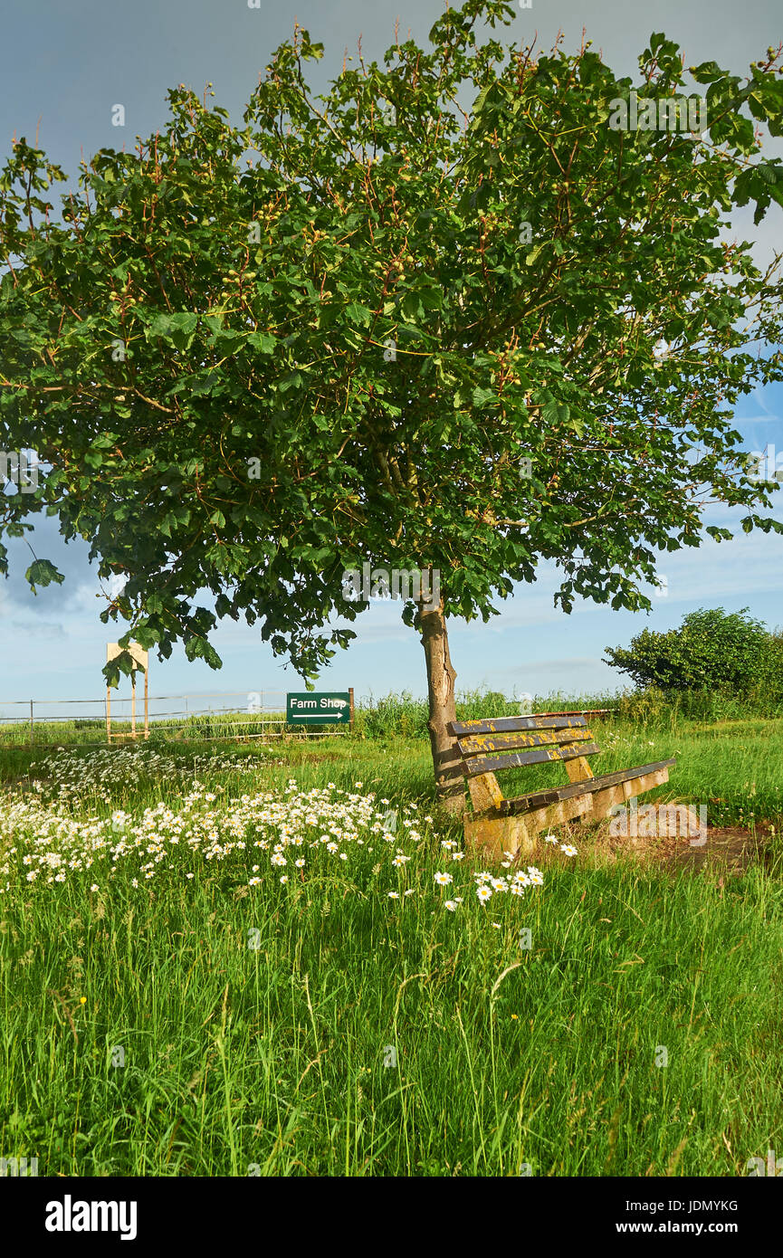 A timber bench under a tree on a Spring morning near Weston on Avon, Warwickshire Stock Photo
