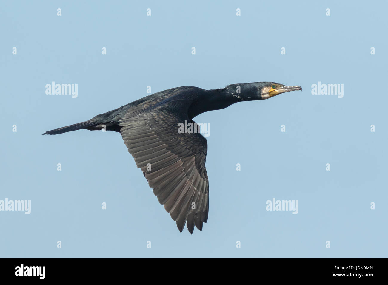 Great Cormorant, Phalacrocoracidae, in flight against a blue sky with wings spread Stock Photo