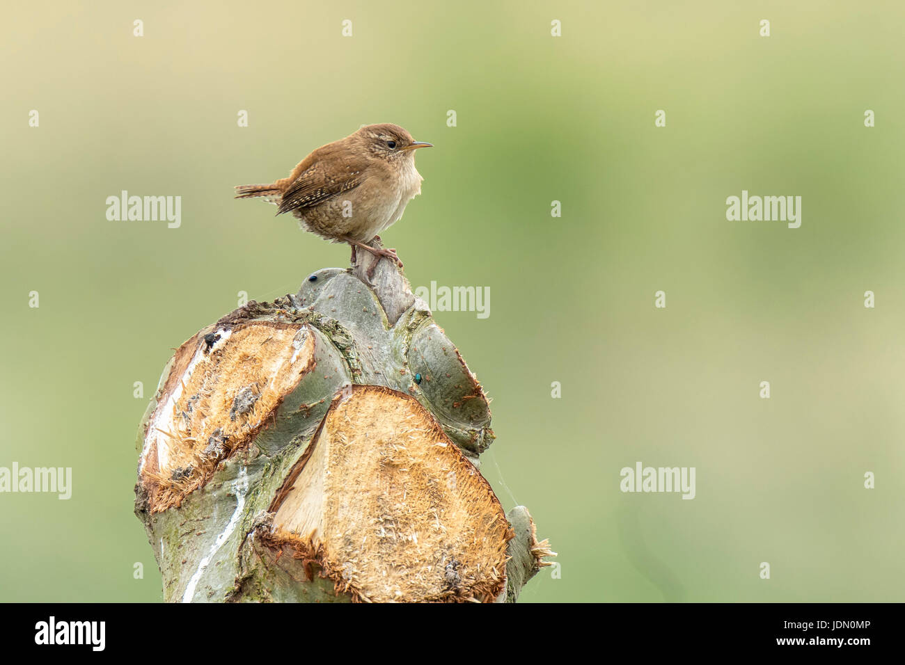 Eurasian Wren (Troglodytes troglodytes) singing in a forest during breeding season Stock Photo