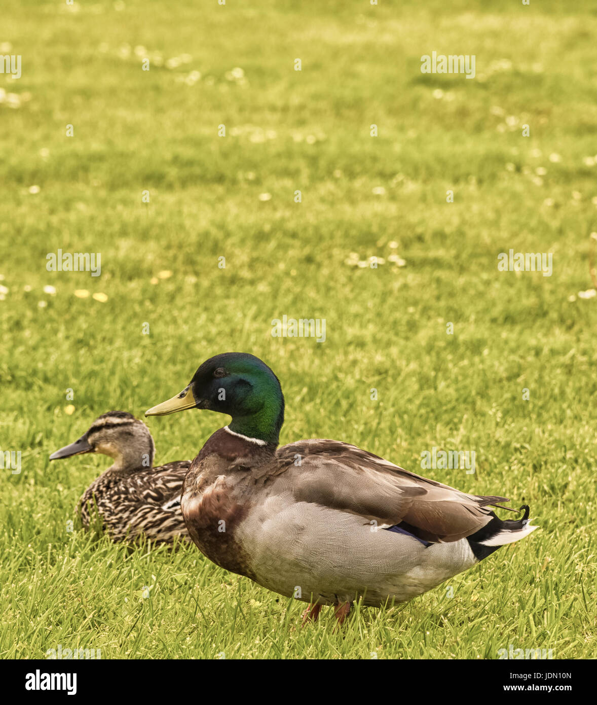 Two ducks in the field with the one on the right (closest) in focus and