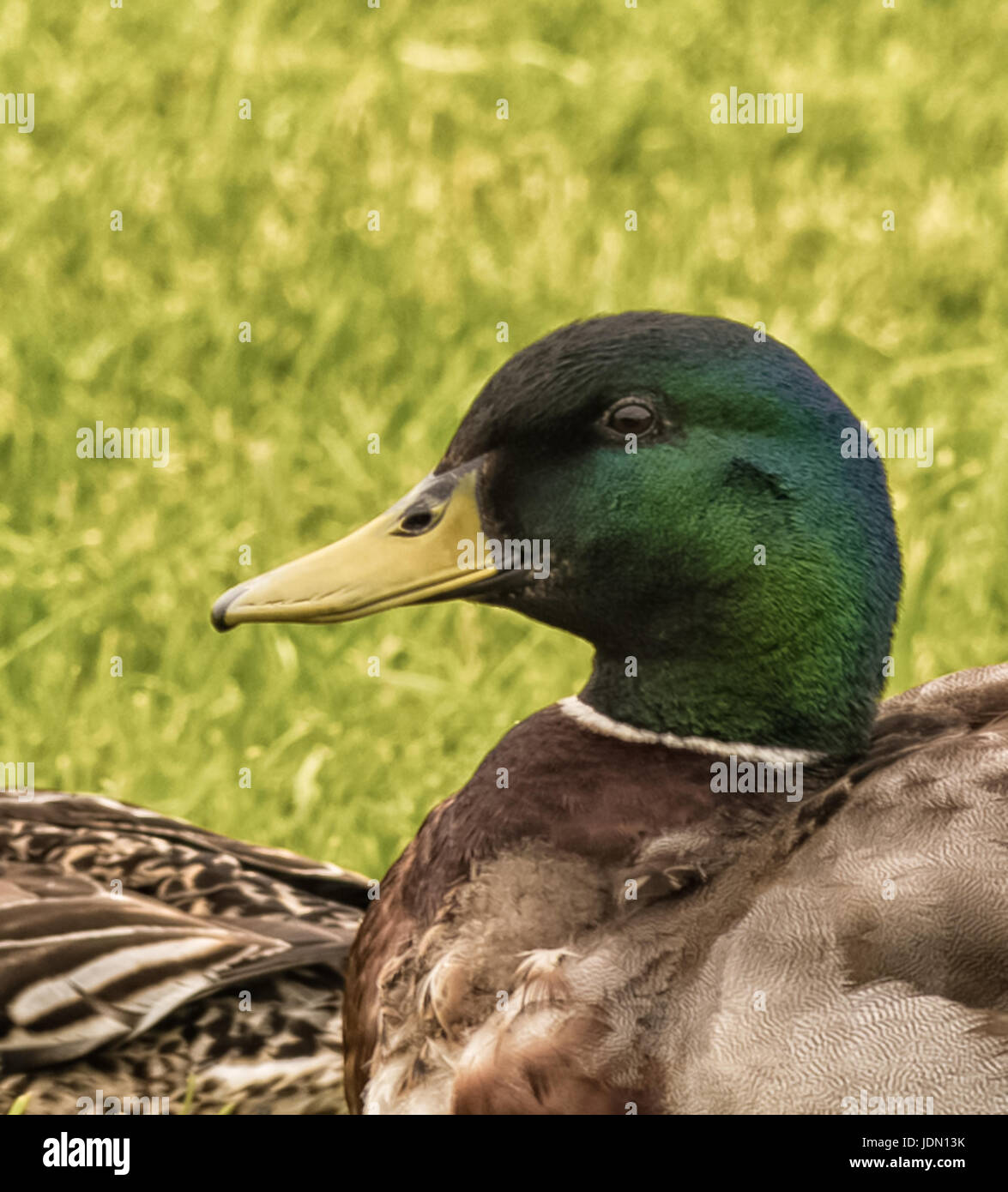 head and shoulders of a duck with green and brown plumage. Stock Photo