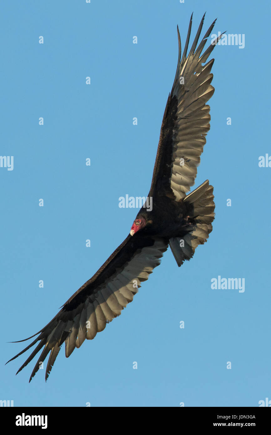 Turkey Vulture - Animal Ark
