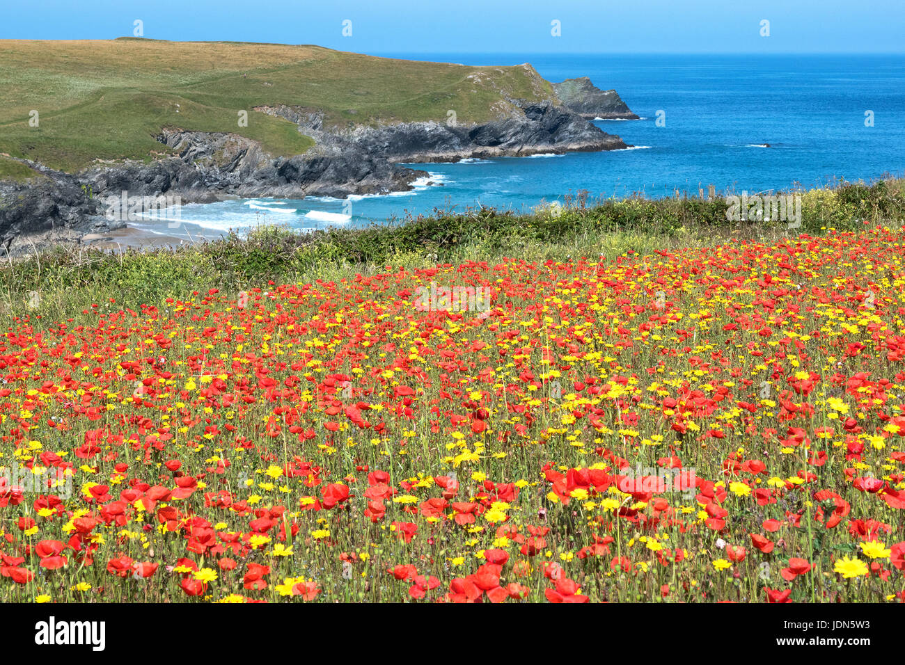 poppies and corn marigolds, wild flowers on the coast near porth joke, pentire, cornwall, england, britain, uk. Stock Photo