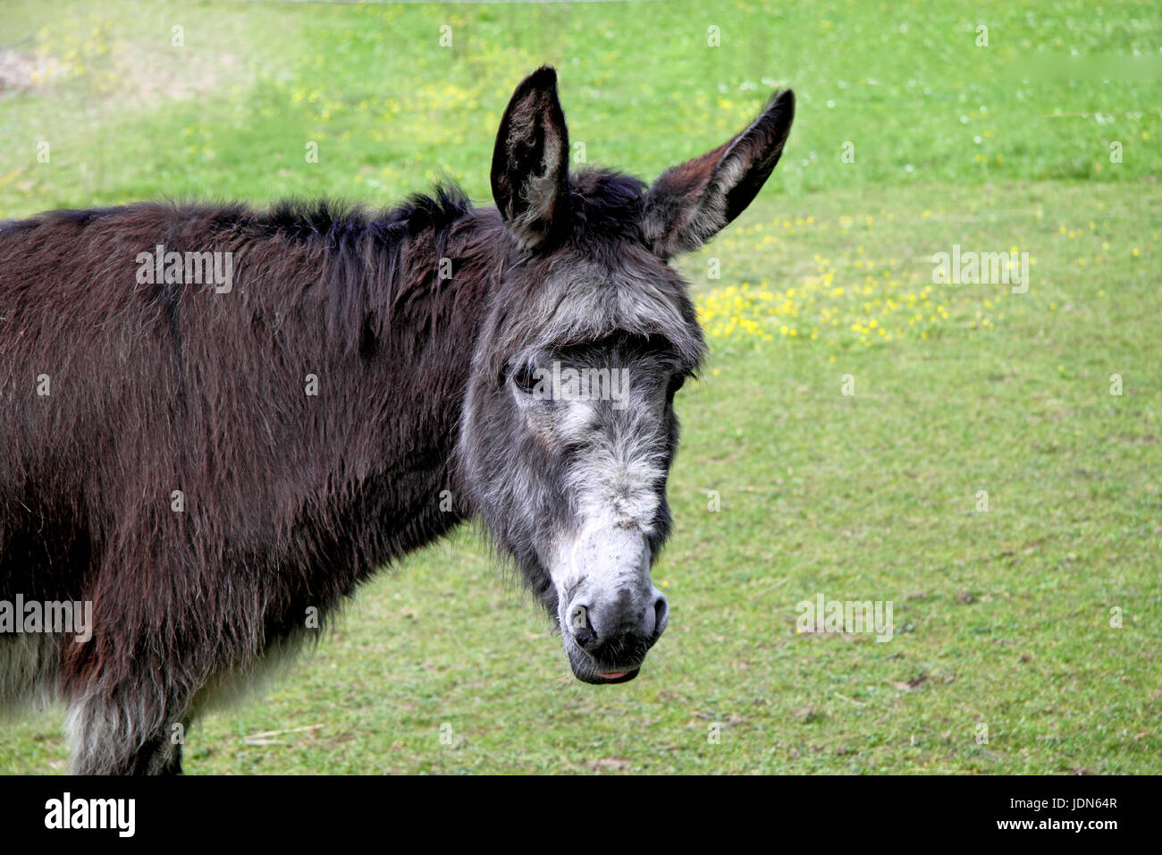 Donkey on a green grass background Stock Photo - Alamy
