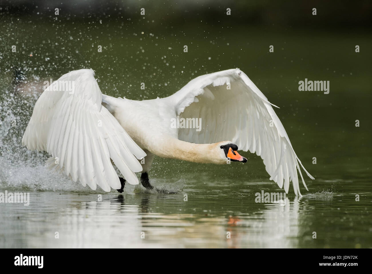 Hoeckerschwan (Cygnus olor) Mute Swan Stock Photo