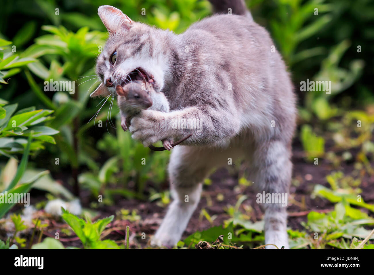 Eats mice hires stock photography and images Alamy