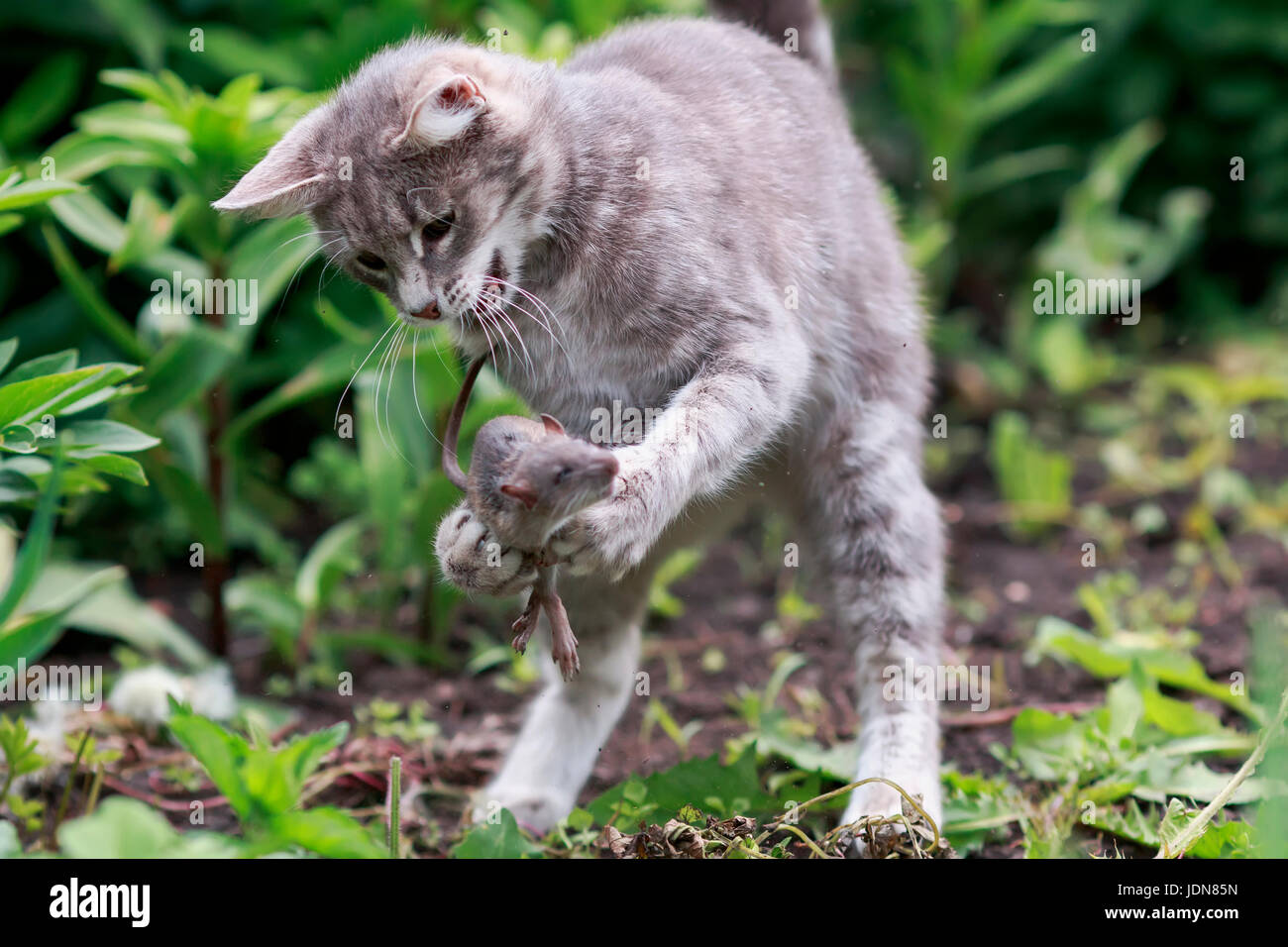 Cat eats mouse hires stock photography and images Alamy