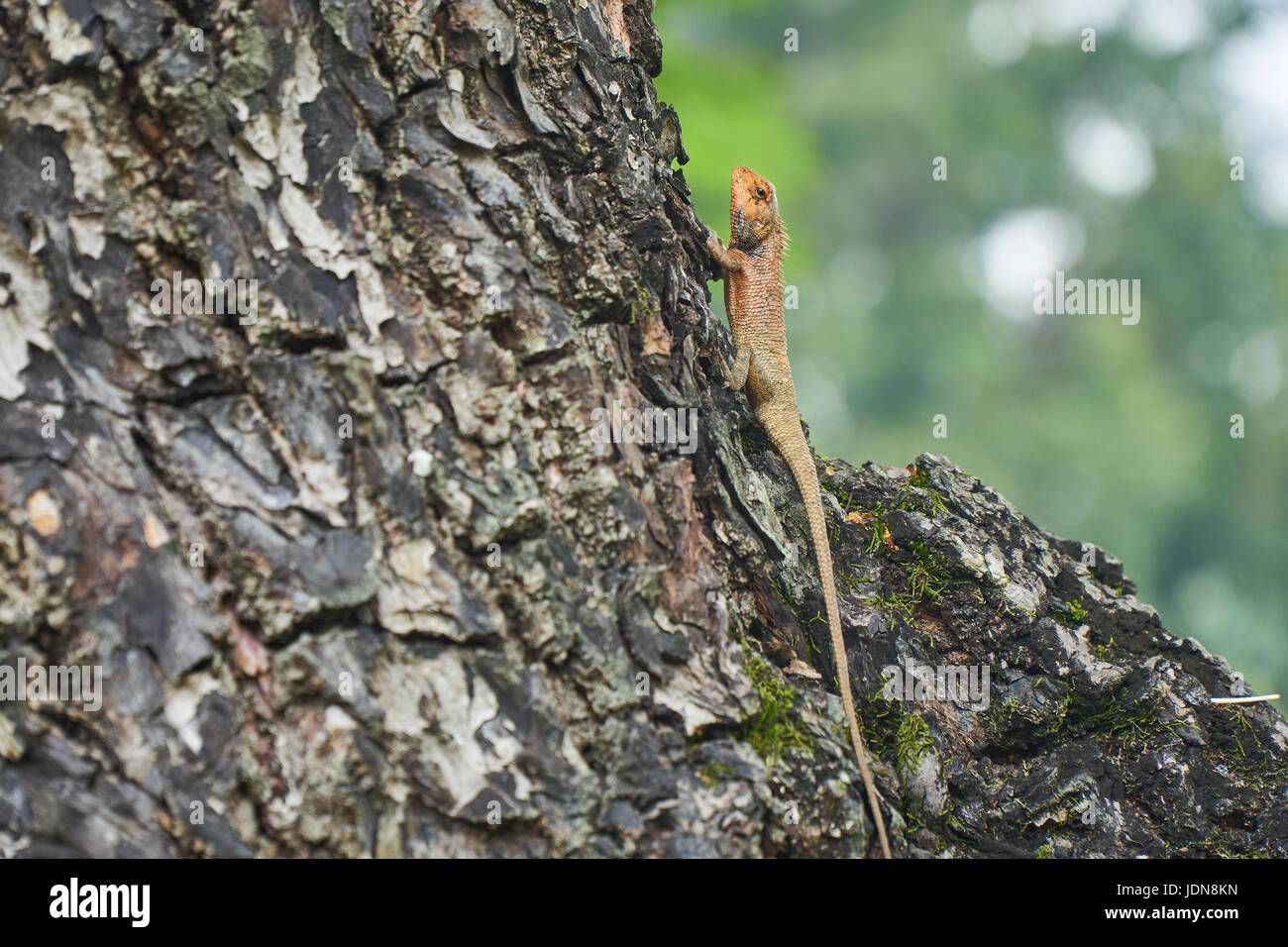 A yellow tree lizard resting on the tree Hue, vietnam. With copyspace. Stock Photo