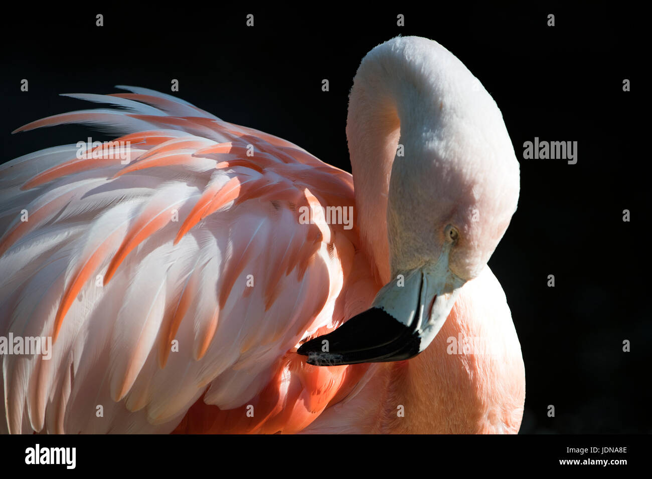 Chilean flamingo preening Stock Photo