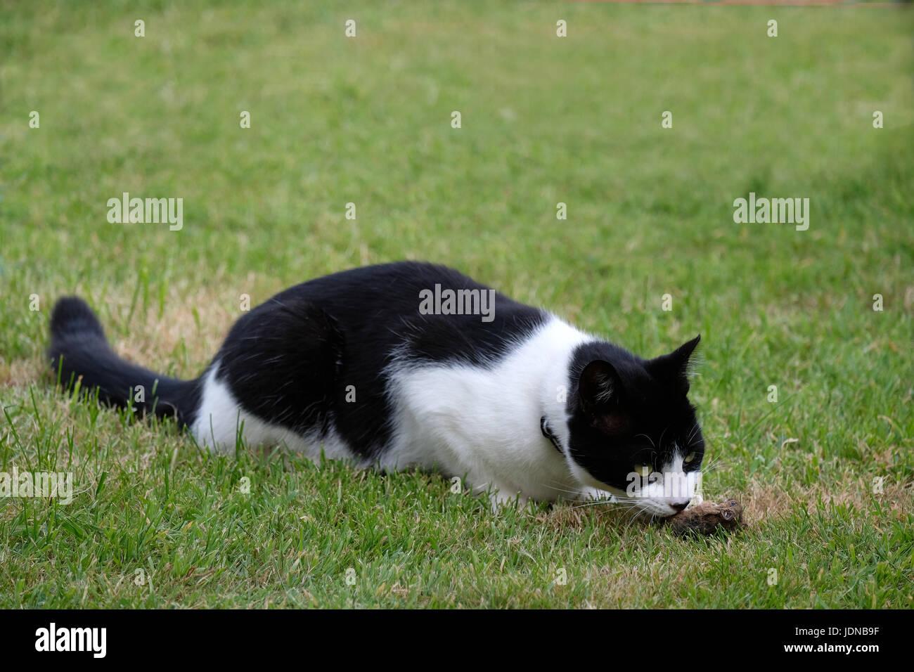 20 June 2017 - Young black and white cat eating a freshly caught mouse from my shed Stock Photo