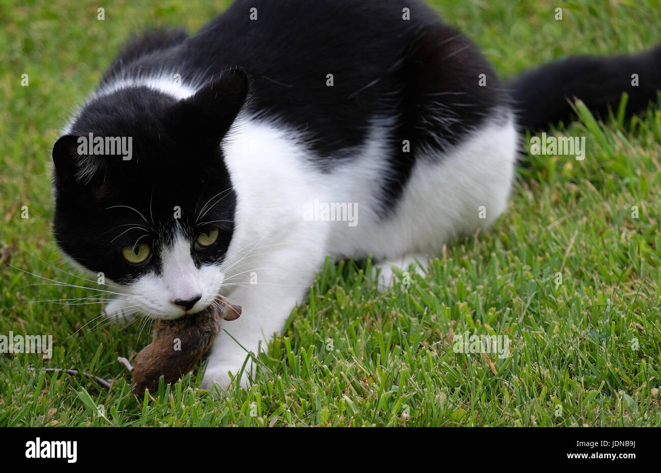 20 June 2017 - Young black and white cat eating a freshly caught mouse from my shed Stock Photo