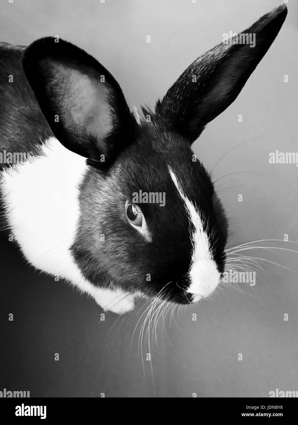 Hare Black and White Stock Photos & Images - Alamy