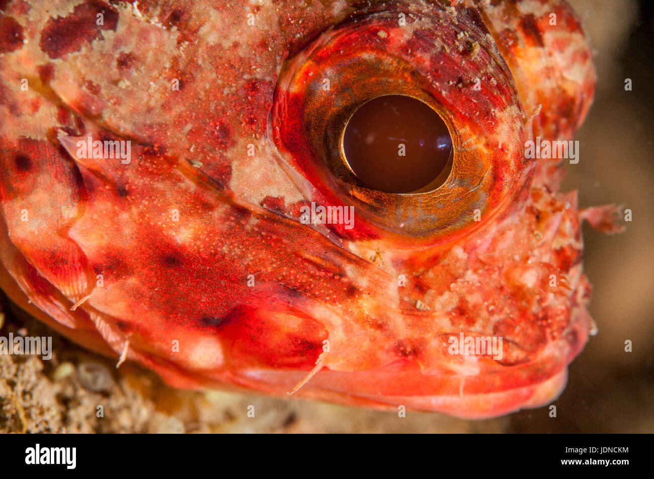 Small red scorpionfish (Scorpaena notata), in Cala Mateua, L'escala, Costa Brava, Catalonia Stock Photo