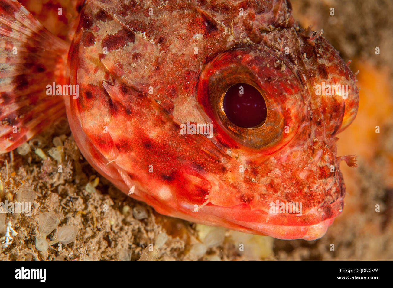 Small red scorpionfish (Scorpaena notata), in Cala Mateua, L'escala, Costa Brava, Catalonia Stock Photo