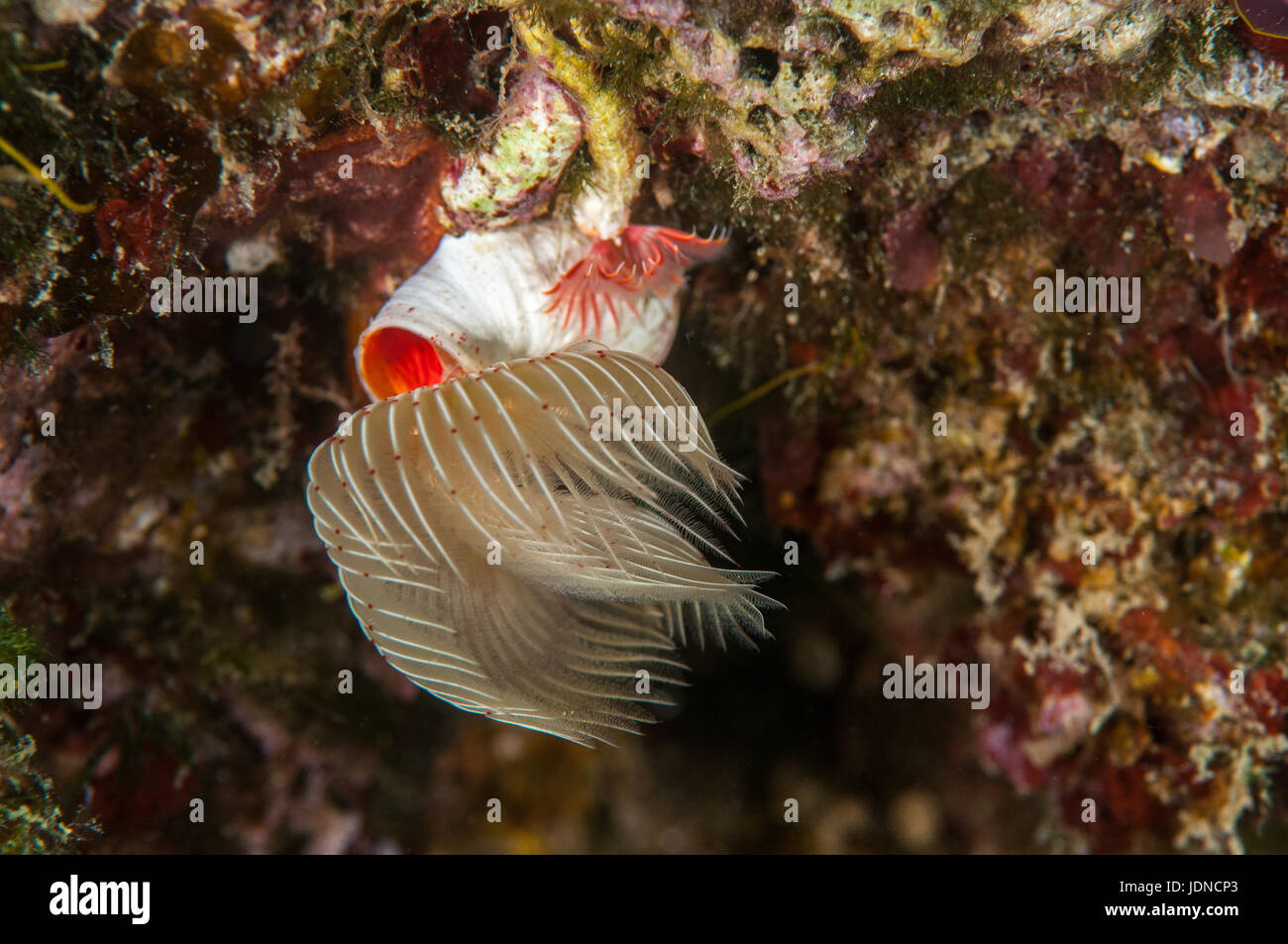 red-spotted horseshoe (Protula tubularia) and red tube worm (Serpula vermicularis), in Cala Mateua, L'escala, Costa Brava, Catalonia Stock Photo