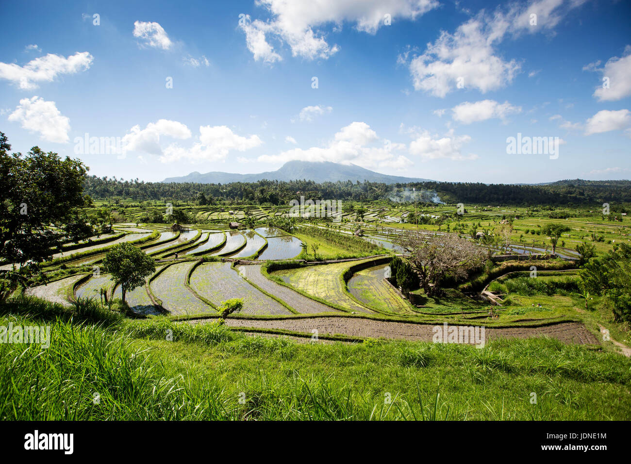Rice Paddy Terraces in Northern Bali Near Ubud with Mount Agung in Background Stock Photo