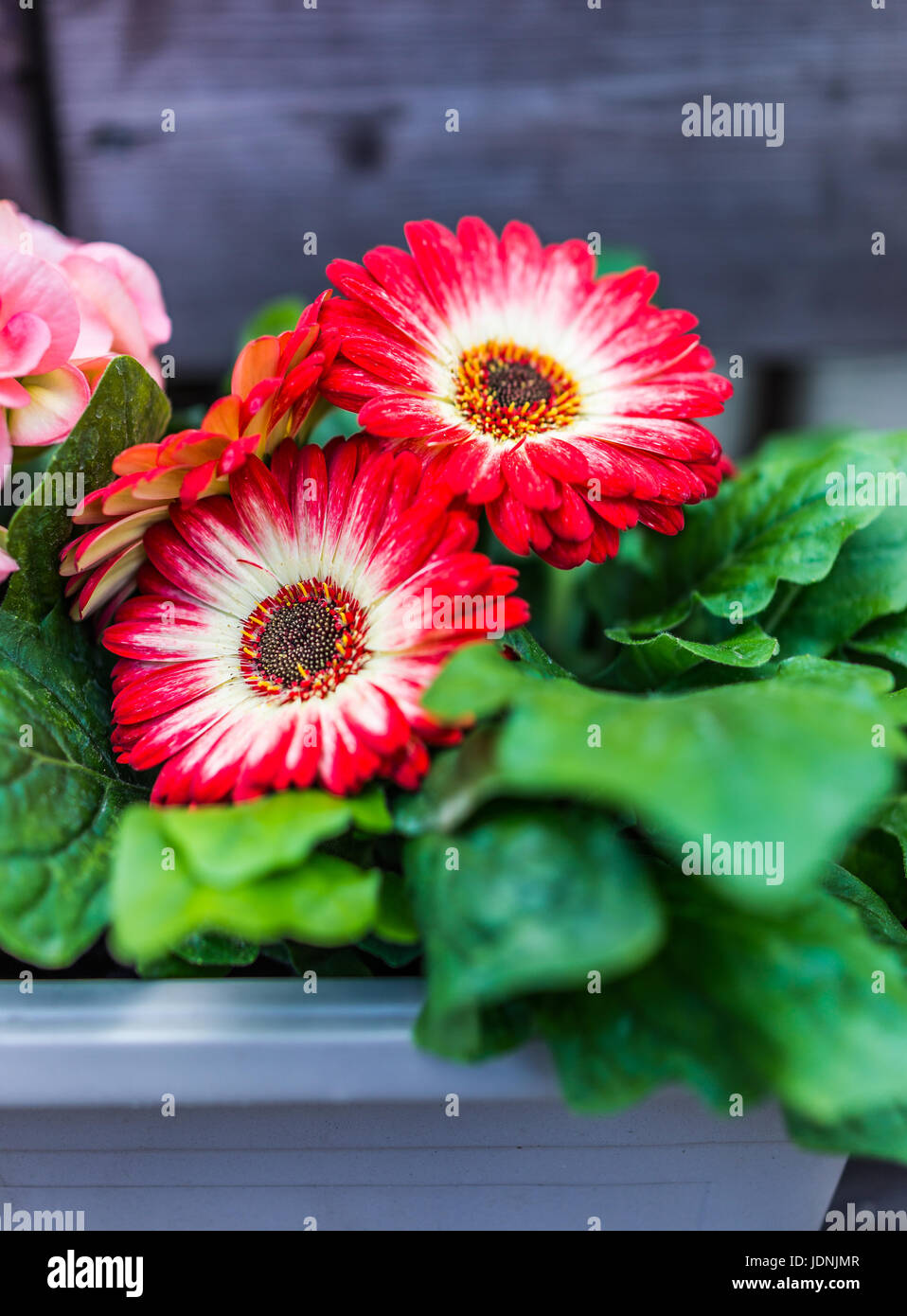 Red and pink gerbera daisy flowers macro closeup on window sill outside Stock Photo Alamy