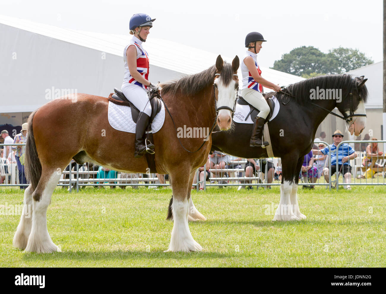 Two Shire Horses from Team Tatton, stand in the Main Ring at The Cheshire Show, 2017 with the closest looking at the camera Stock Photo