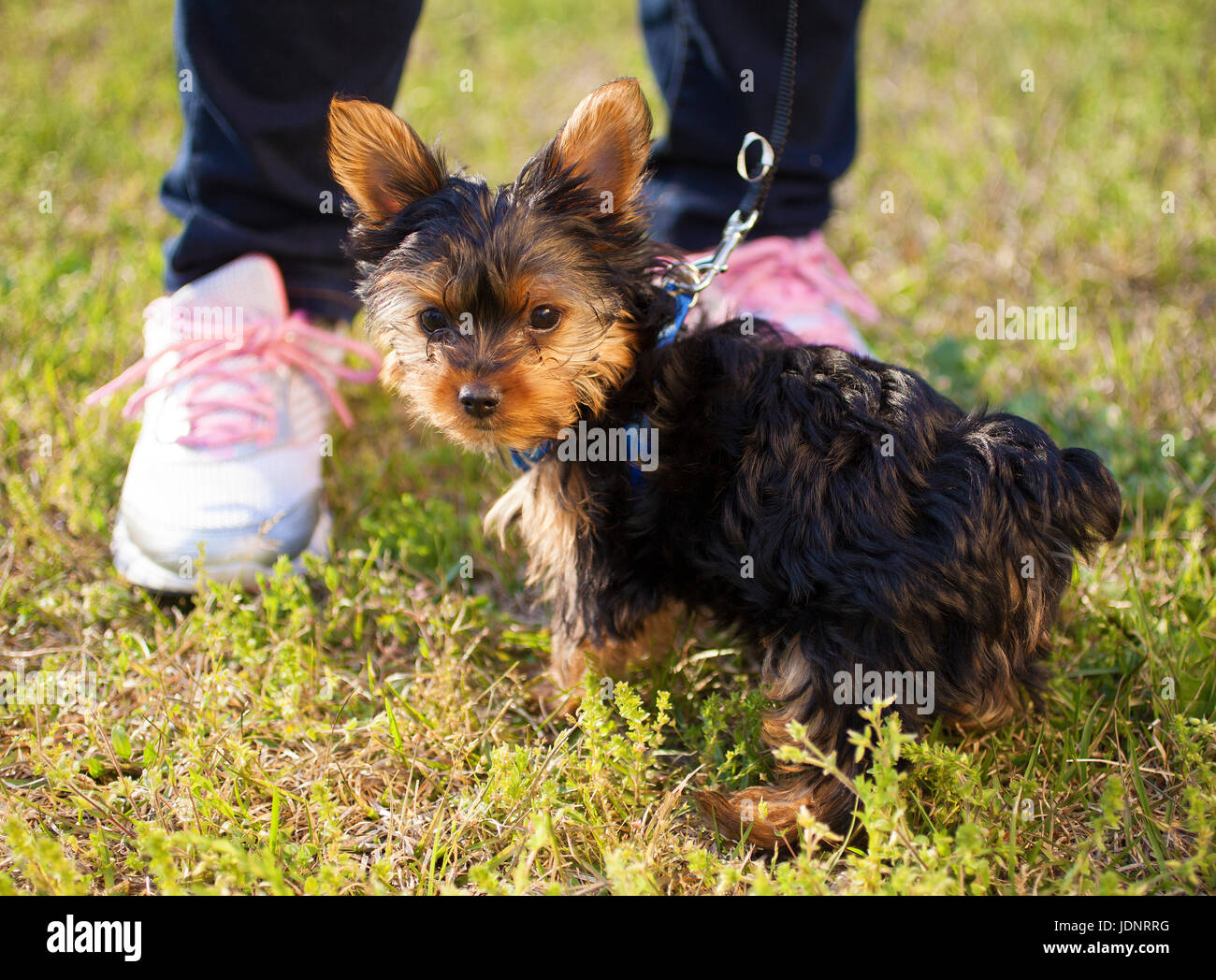 How Long Should You Walk A Yorkie
