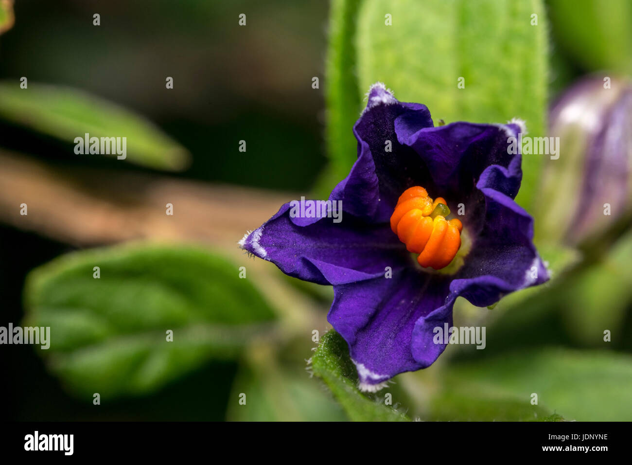 Purple solanum flower on a garden Stock Photo