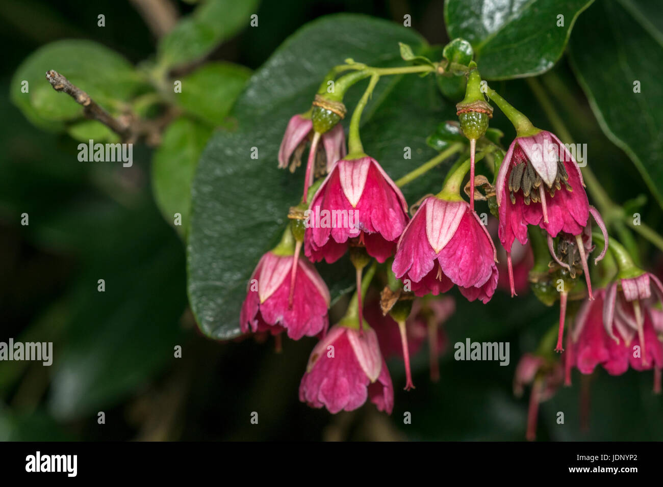 Pink phyllodoce flowers on a garden Stock Photo