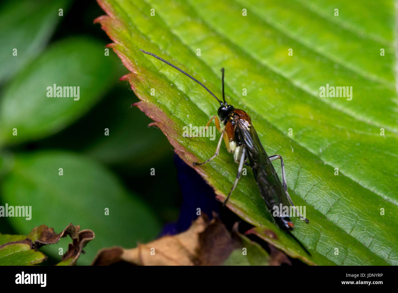 Braconidae wasp on a leaf in the wild Stock Photo