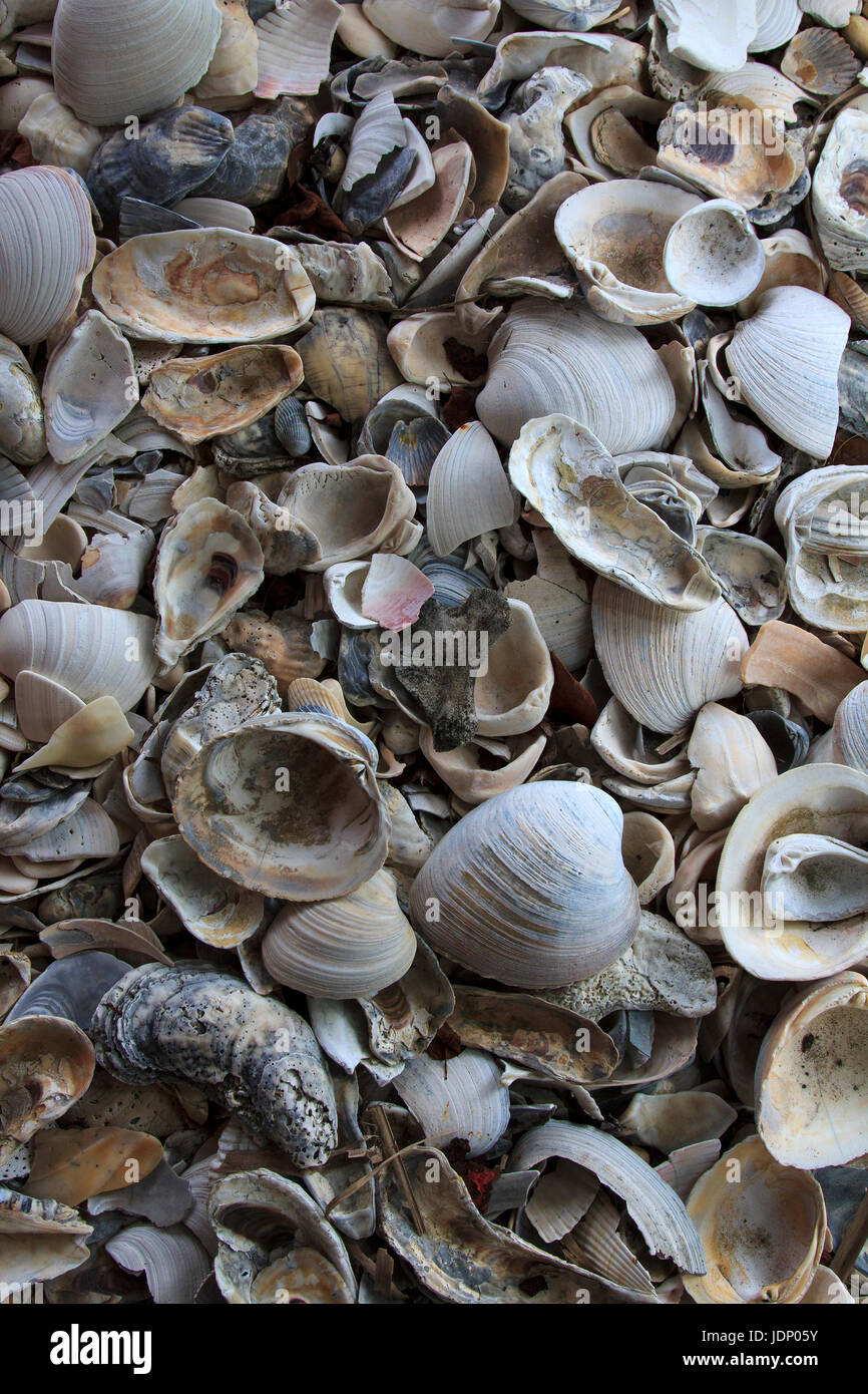 Clam Shells Stock Photos & Clam Shells Stock Images Alamy