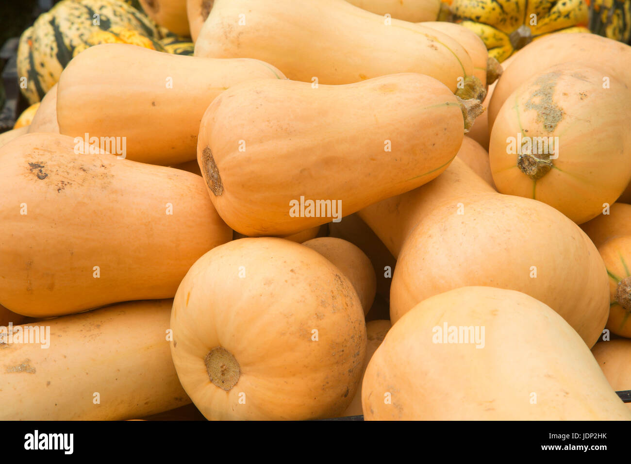 Butternut farm hi-res stock photography and images - Alamy