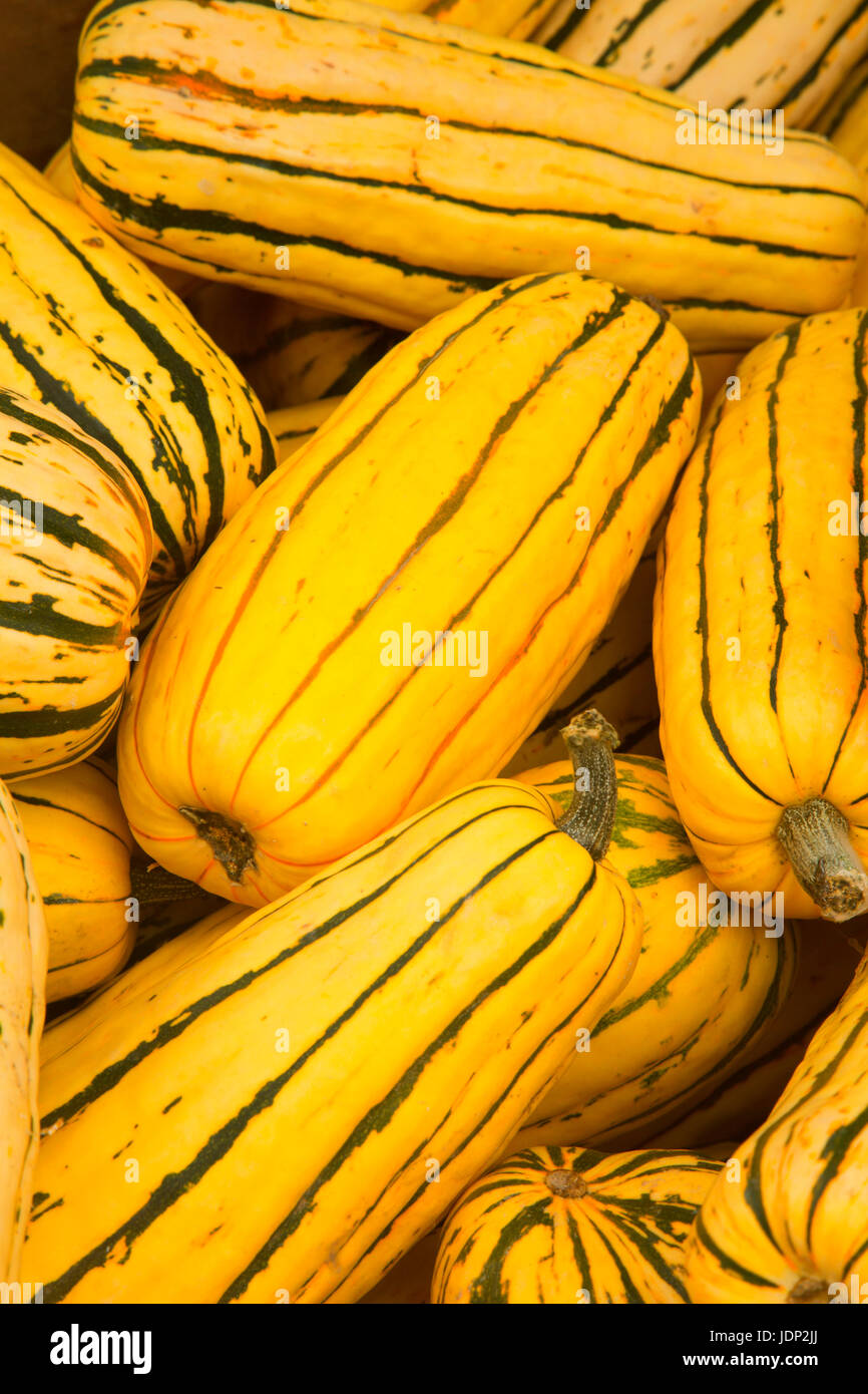 Delicata squash Stock Photo
