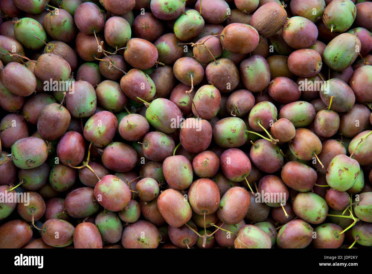Kiwi farm hi-res stock photography and images - Alamy
