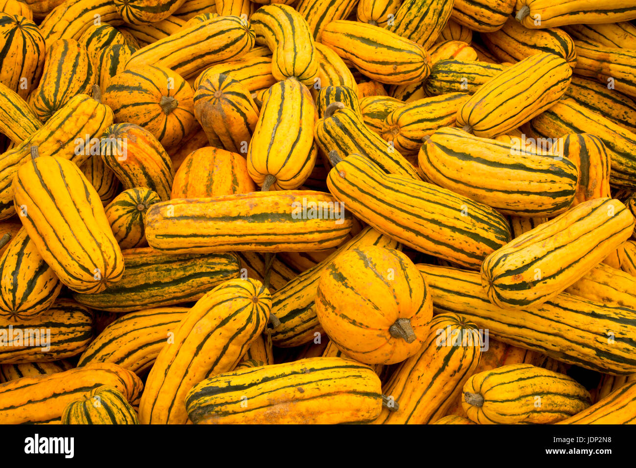 Delicata squash Stock Photo