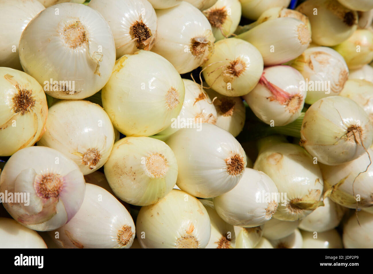 Onions garden hi-res stock photography and images - Alamy