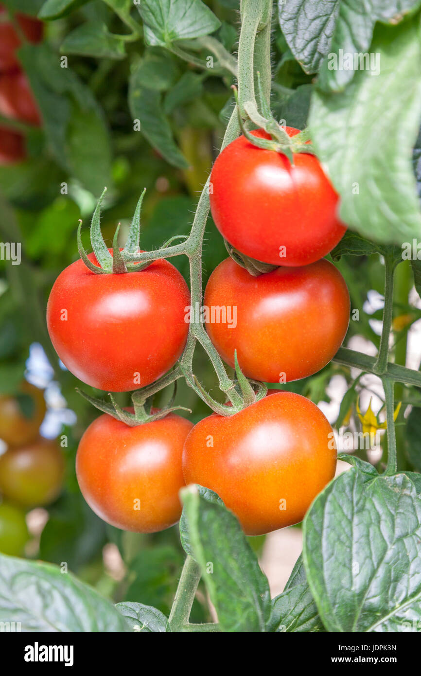 Red tomatoes growing inside of an industrial greenhouse Stock Photo - Alamy